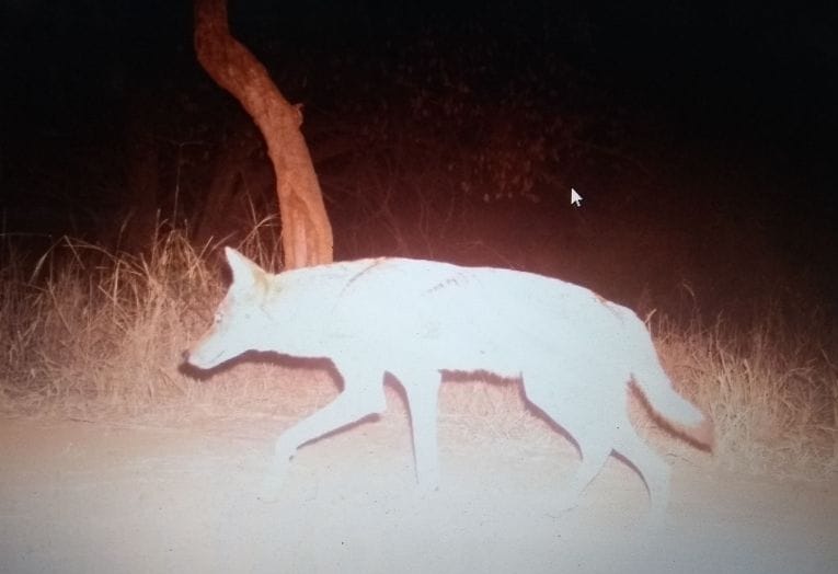 alwar rajasthan This animal, for the first time in Tiger Century, is in a surprise forest department