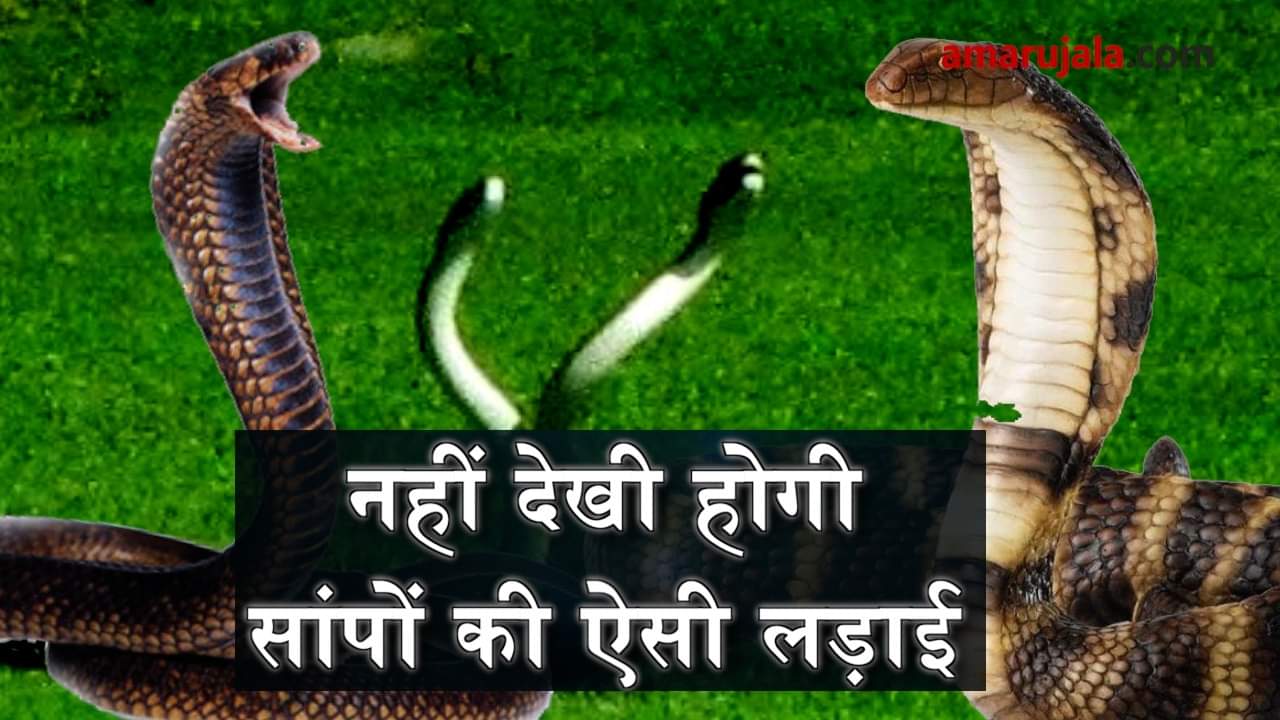 fight between 2 Black Snakes shall give you goosebumps
