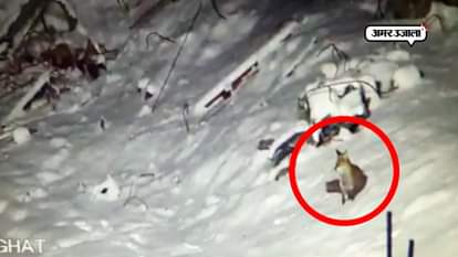 These destructed animals show again in Kedarnath after two years