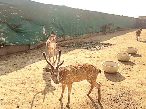 Black male deer dies in TB from Safari Park
