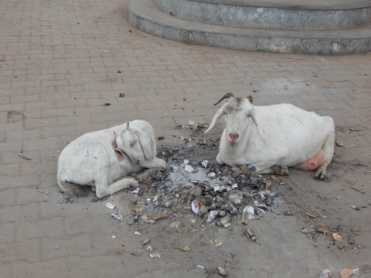 Four people die due to cold