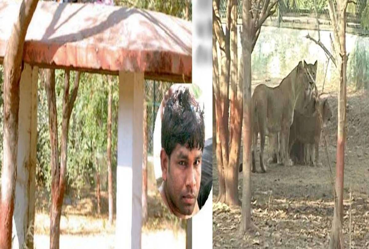 A man jumped in lions cage at indore 
