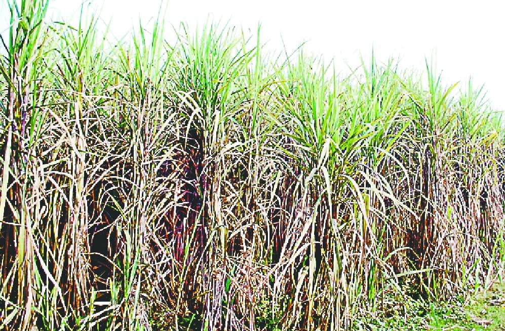 Field not empty, how to sow wheat