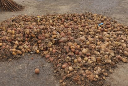 potato farmers throw the potato in front of vidhansabha
