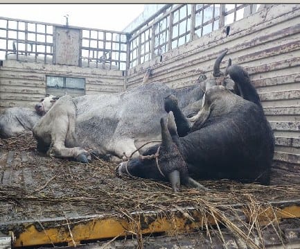 DCM crashed to tree five animals killed due to fog