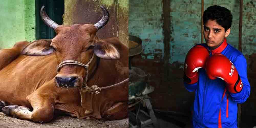 haryana women boxers return govt gifted cow