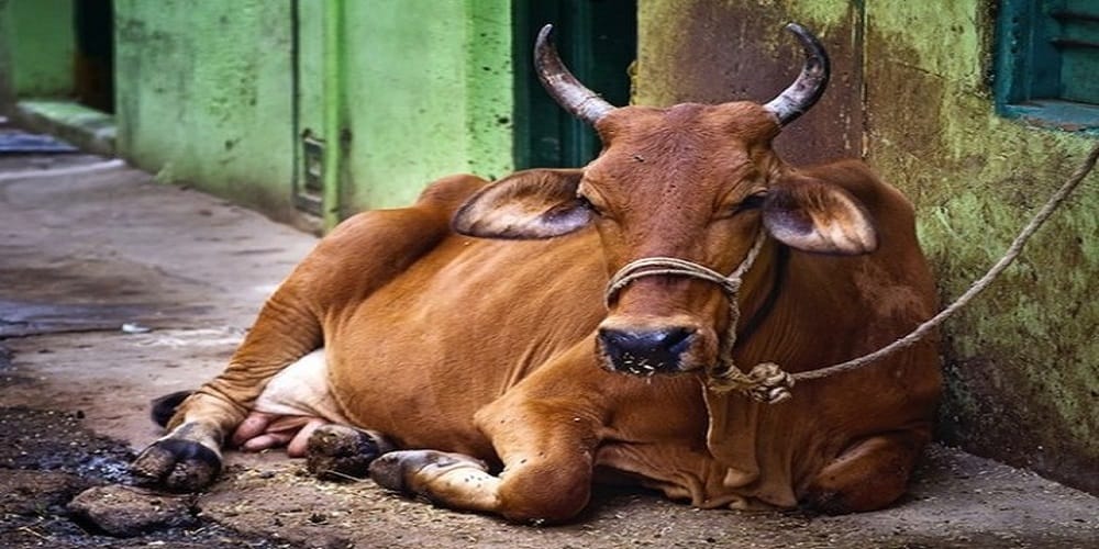 गाय बचाओ-किसान बचाओ महापंचायत 16 को