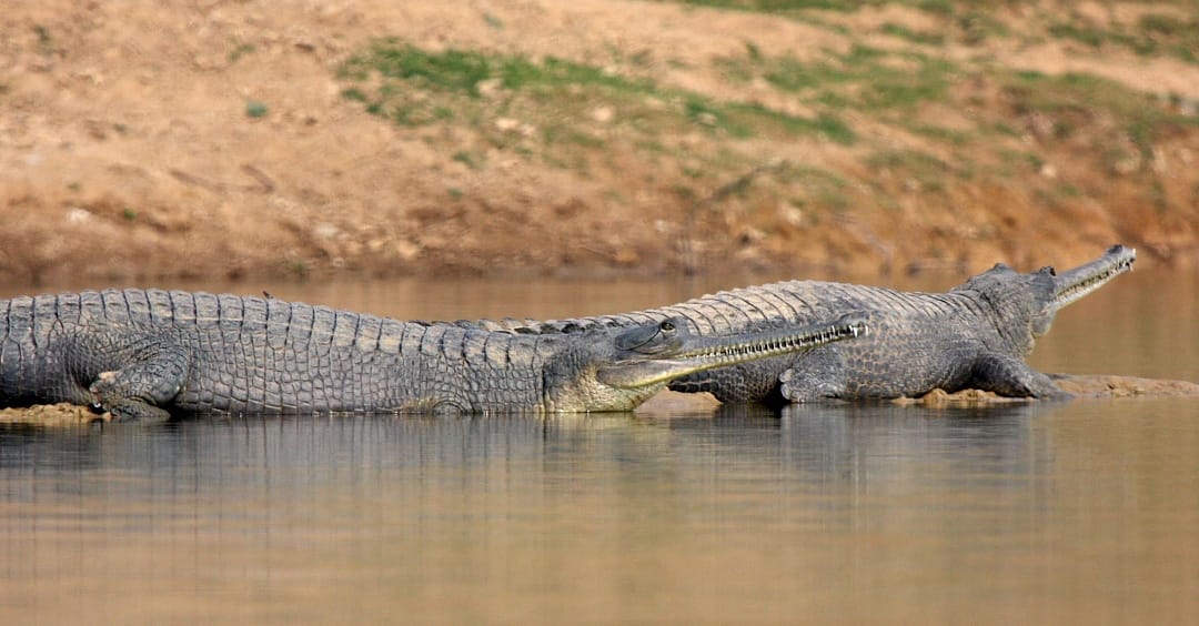 people horrified as alligator appeared on the banks of saryu river in ayodhaya