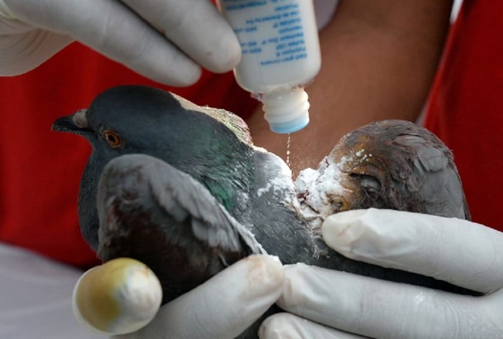 rajasthan jaipur one more died due to kite fly