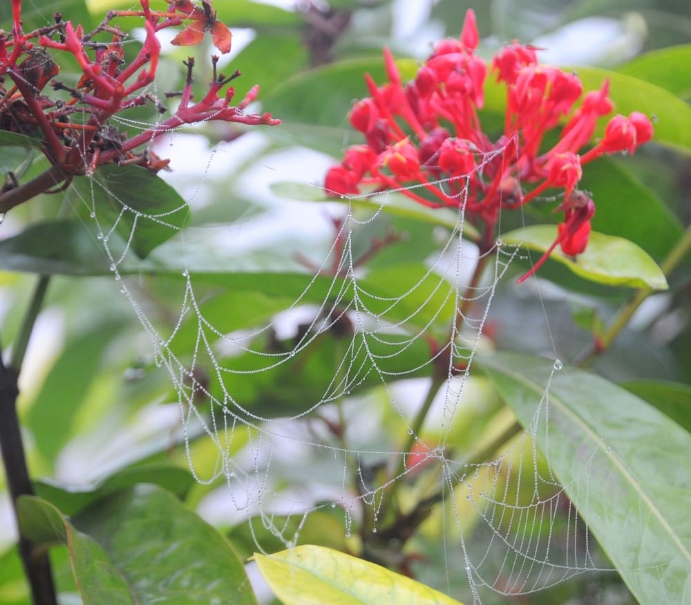 some beautiful natural pictures agra