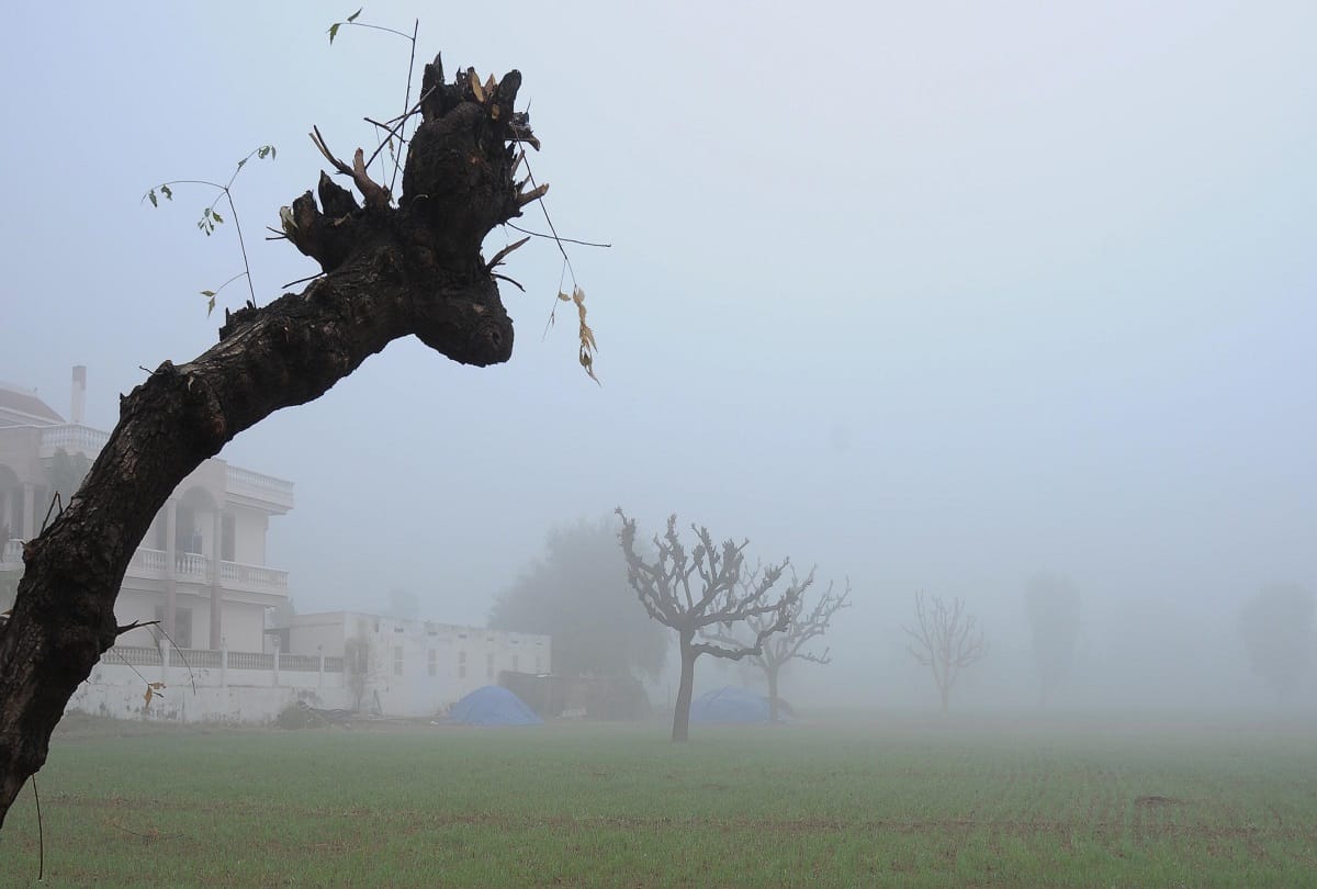 fog and cold waves hits western rajasthan badly- transportation affected  