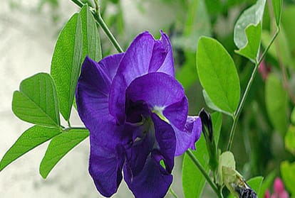 know how to Indigo or neil change your luck according to vastu