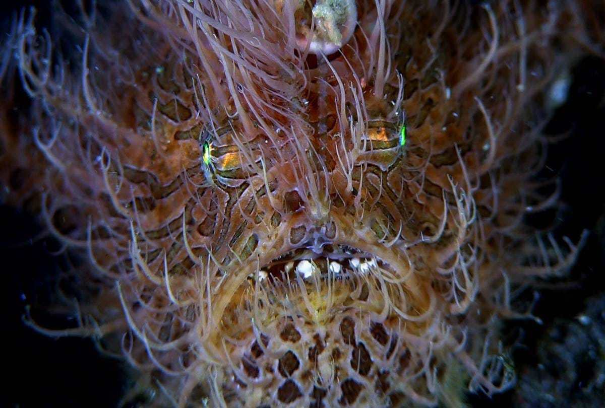 Many species of Frogfish in the Indo Pacific Region