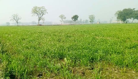 Intensification of cold  is good for wheat