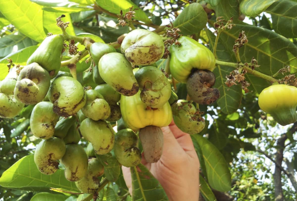 know about cashew health benefits 