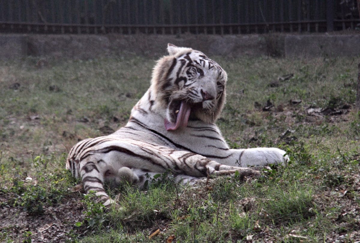 Delhi: Zoo opened, four thousand tourists visited animals and birds