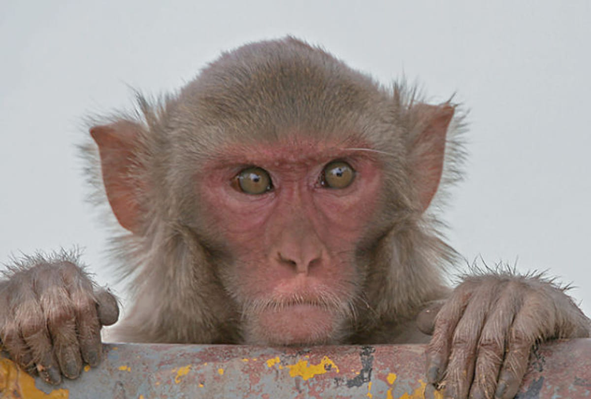 terror of monkey in kanpur