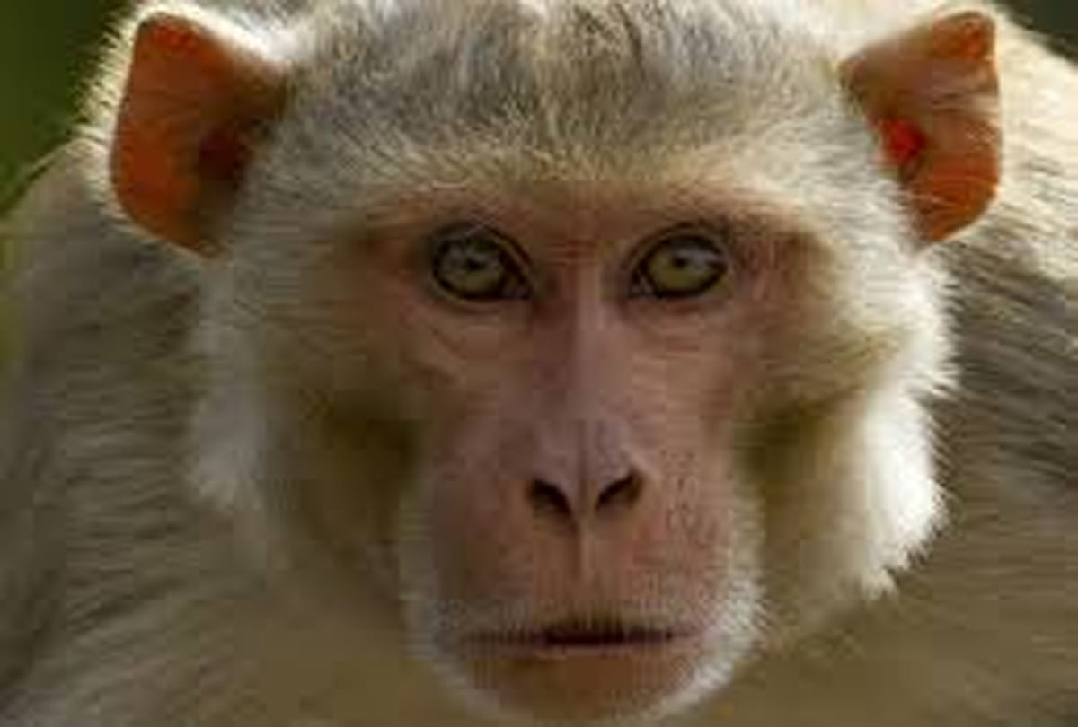 terror of monkey in kanpur
