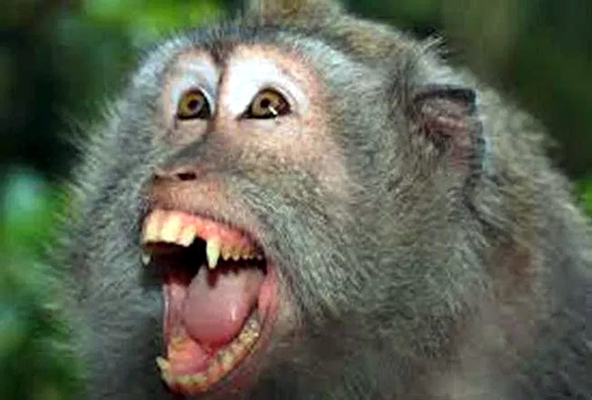 terror of monkey in kanpur