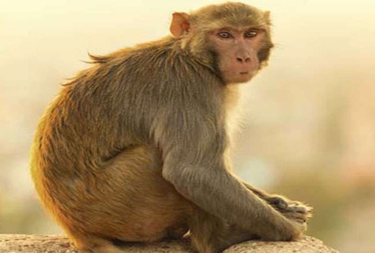 terror of monkey in kanpur