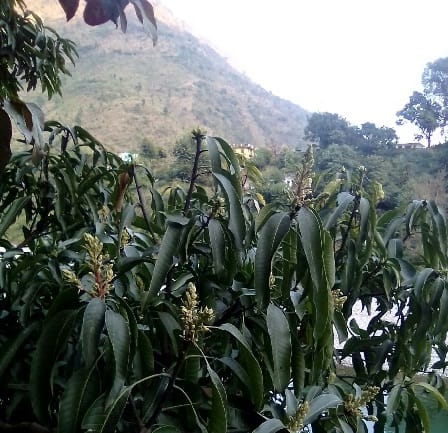 Premature blossom on mango trees