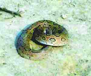 Python found at two places