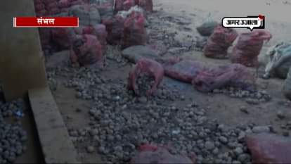 Farmers in distress, no money for cold storing excess potatoes