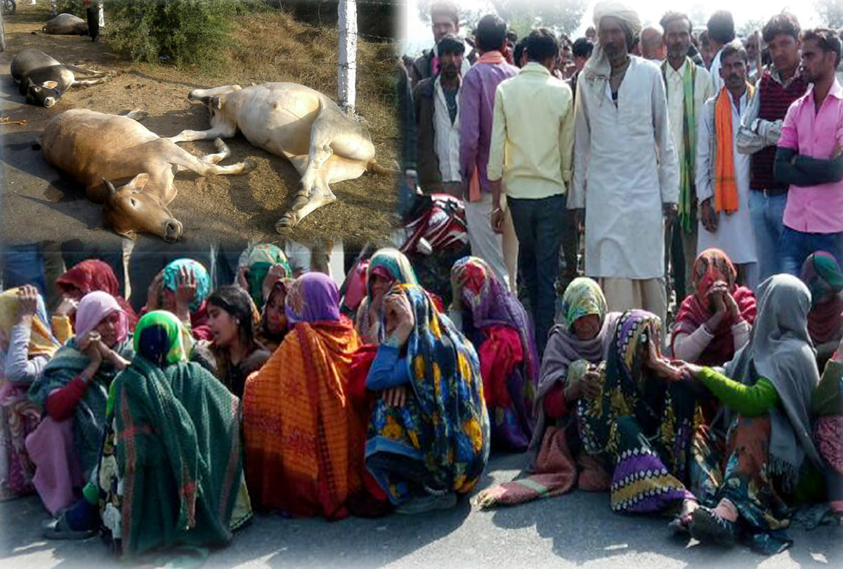 speeding truck crushed the young man and seven cattle