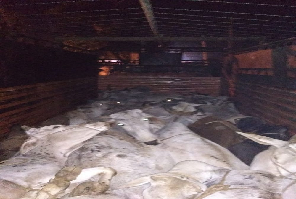rajasthan alwar cow smuggling still continue 