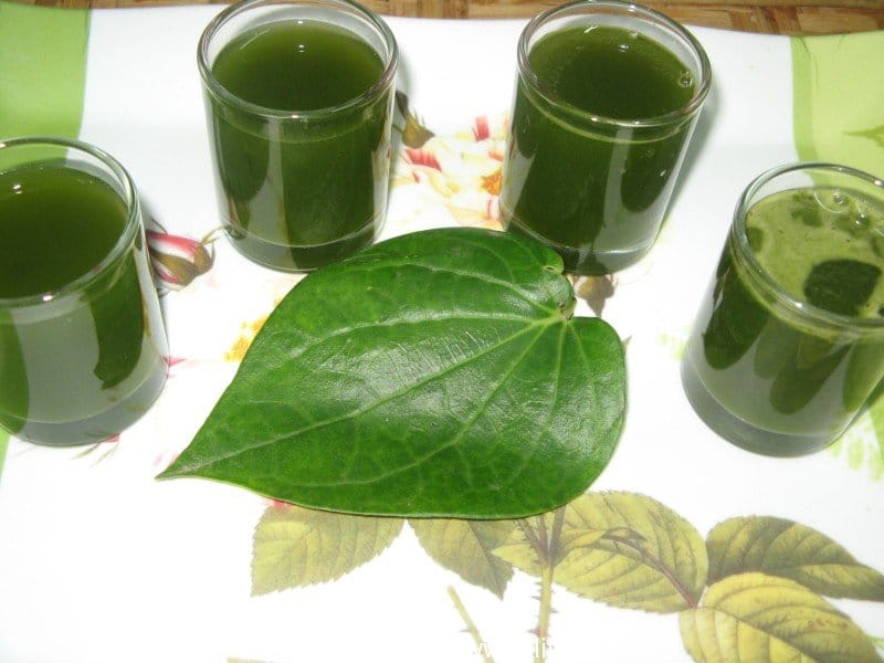 Five Benefits Of Chewing Betle Leaves Or Paan 