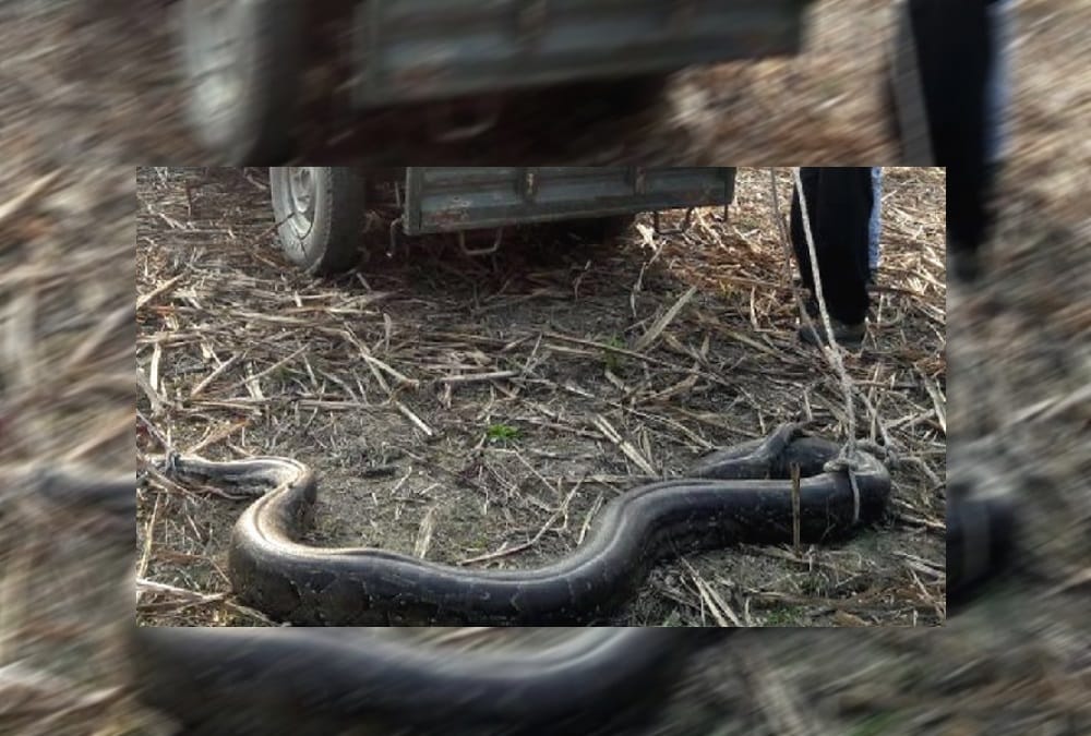 Giant python caught by villagers in laksar