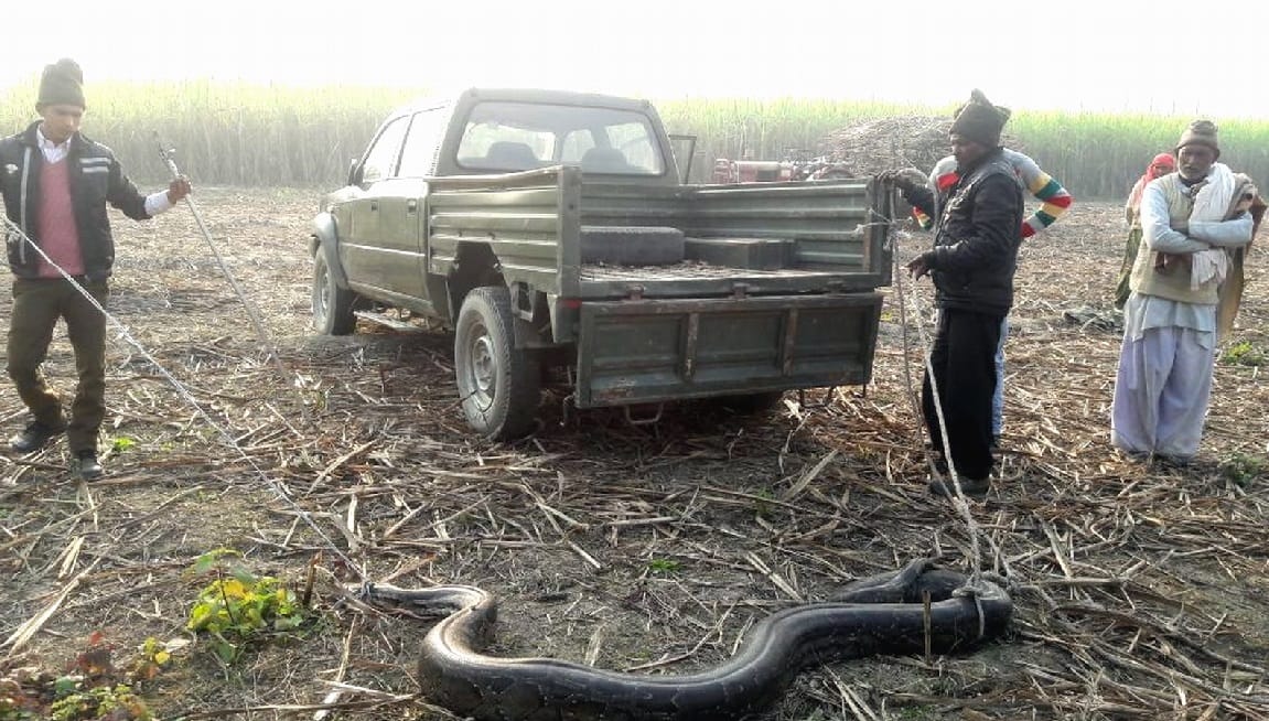 Giant python caught by villagers in laksar