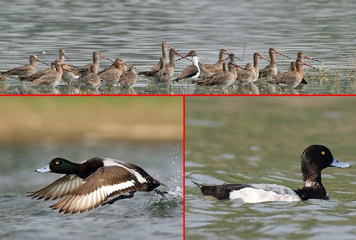 around 57 species of birds are found in okhla bird sanctuary 