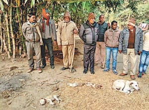 leopard attcks 12 puppies