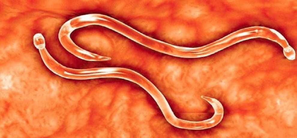 22 liters blood Suck in stomach worms in two years
