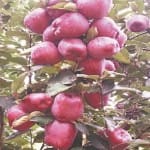 303 clusters created for 1134 crores horticulture project