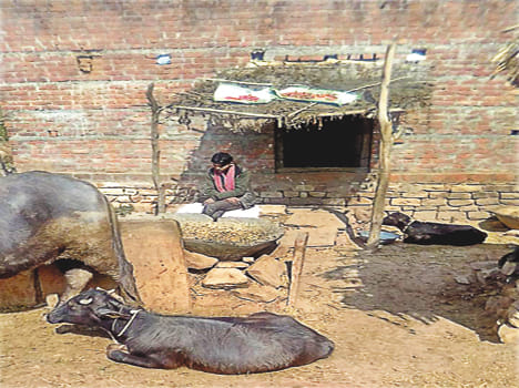 Mahabiri suspected to be knocking at home
