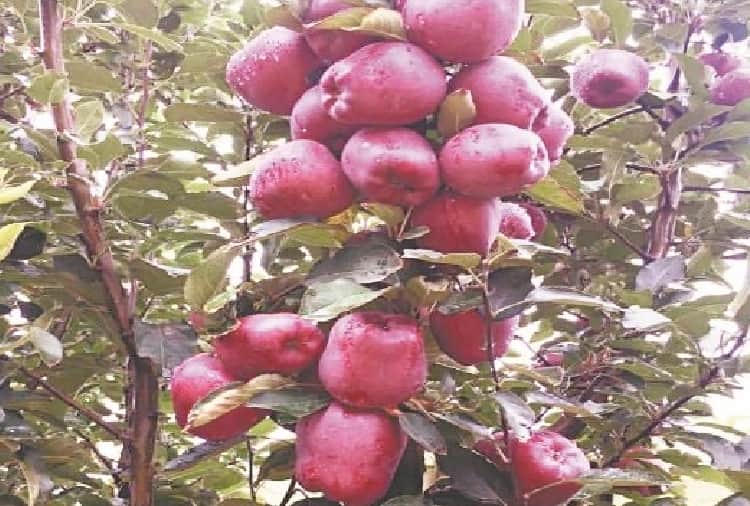 all apple fruit dropped after one weeks of applying coloring spray in apple jubbal shimla