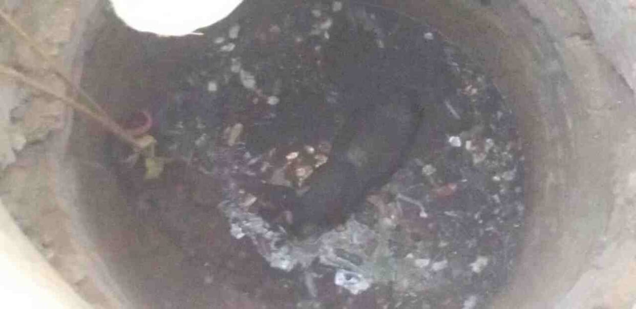 Bull dump in well in varanasi