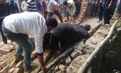 Bull dump in well in varanasi