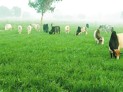 400 bigha crop affected by animal feed