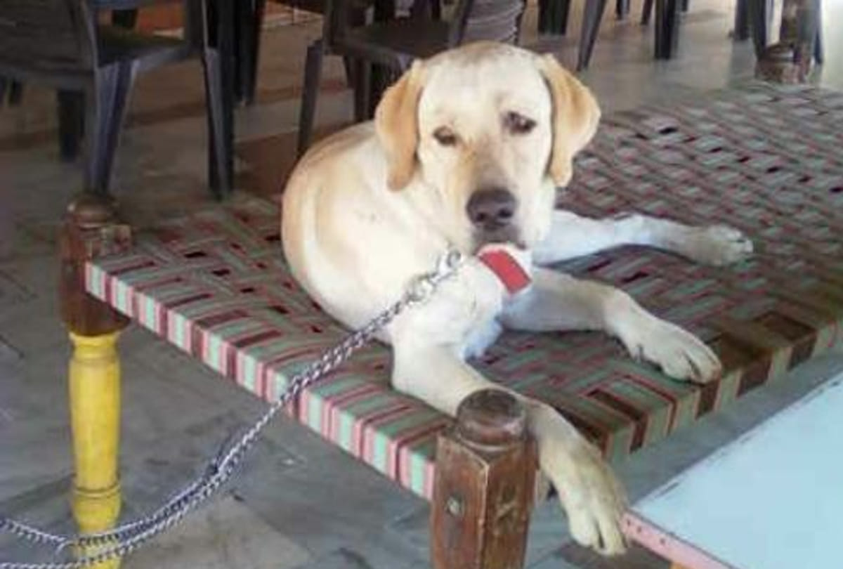 Dogs presented evidence of loyalty