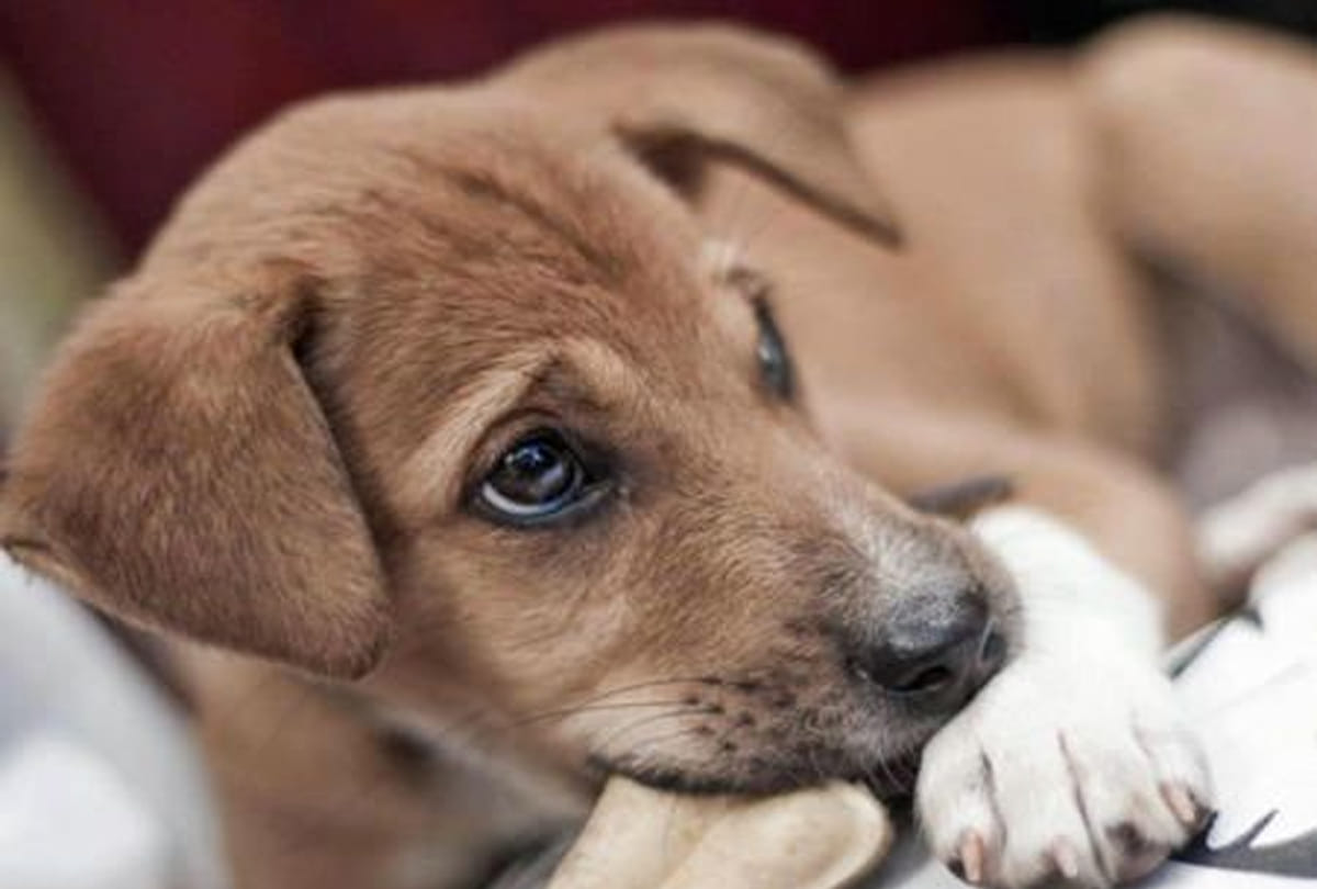 Dogs presented evidence of loyalty