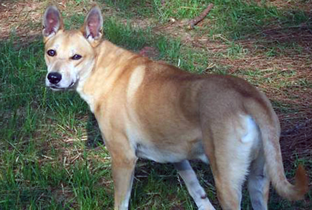 Dogs presented evidence of loyalty