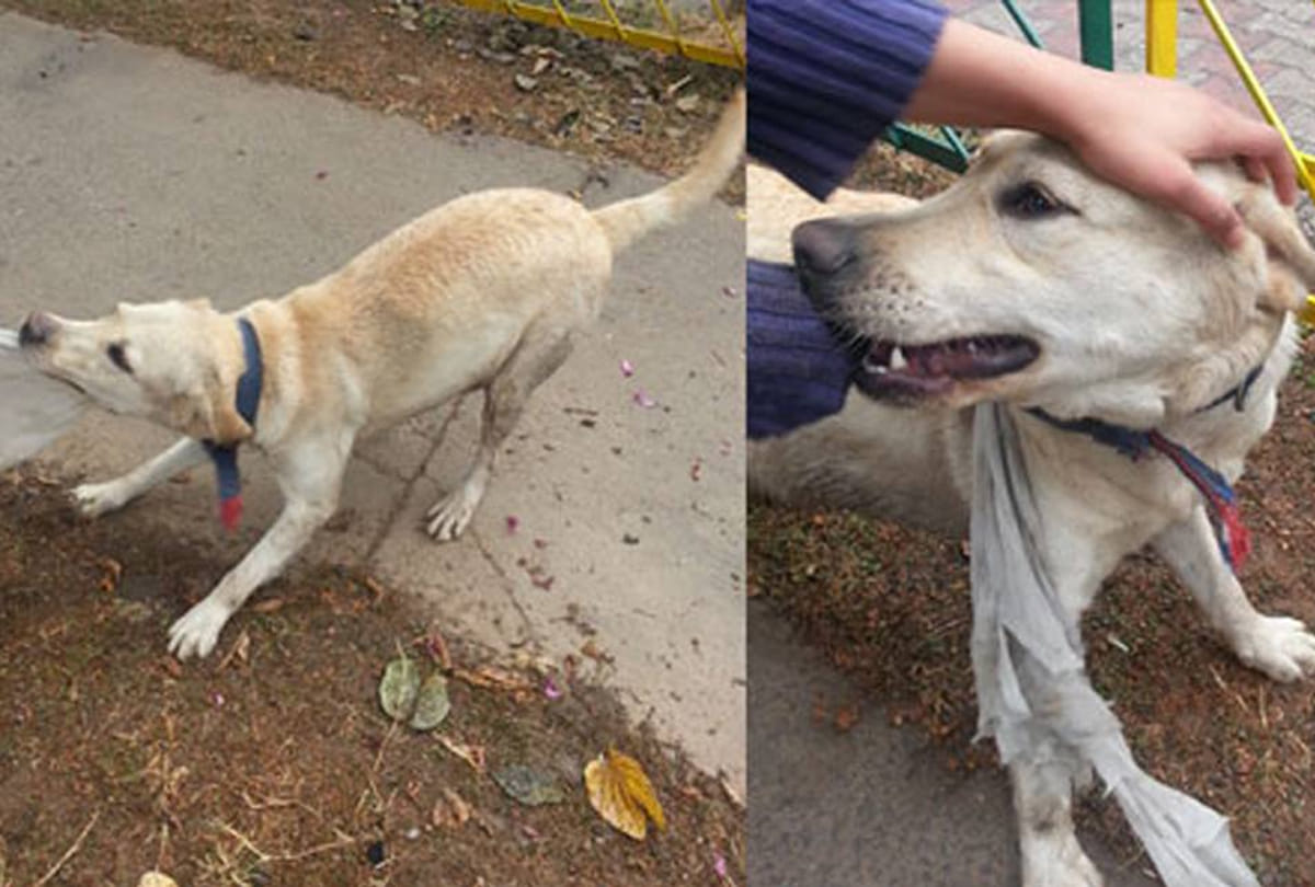 Dogs presented evidence of loyalty