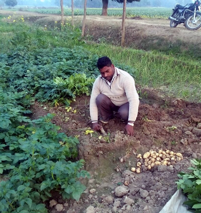 नए पौधे नहीं लगा पा रहे बागवान