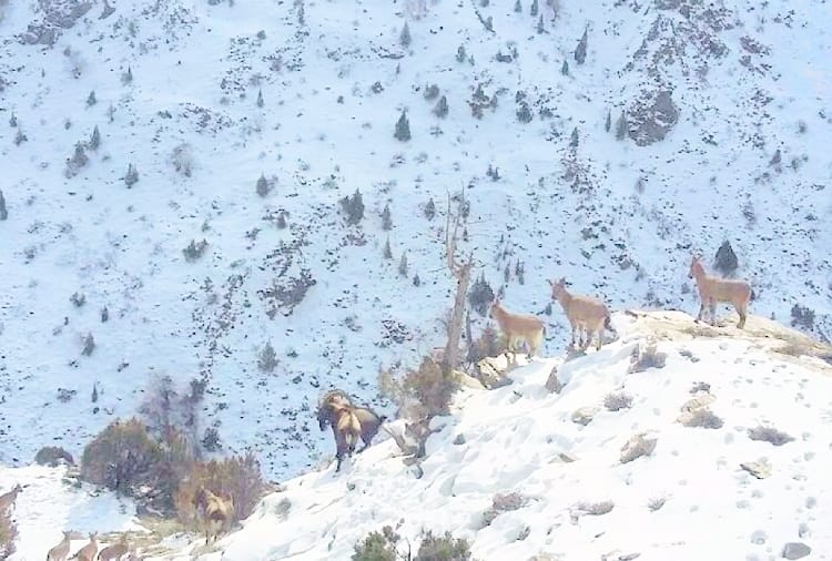 prediction of intense cold wave in himachal for three days 
