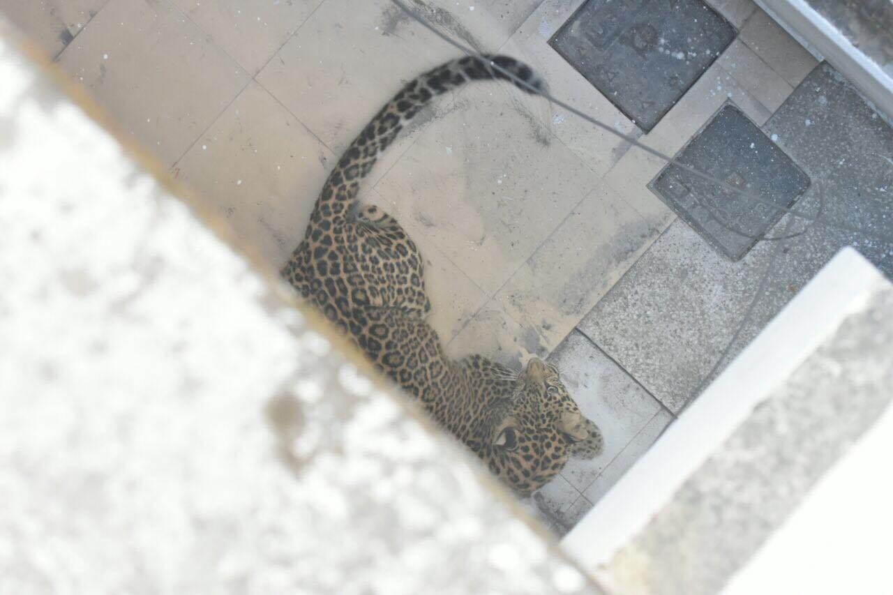 Dangerous animal enter in wedding point