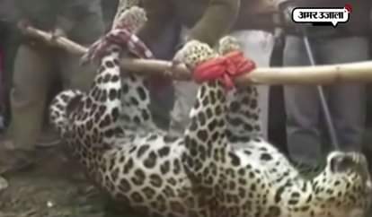 LEOPARD RESCUED FORM SAMBA IN JAMMU BY FOREST DEPT