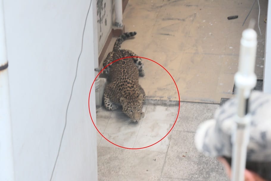 ravenous leopard attack on boy in bathroom in dehradun
